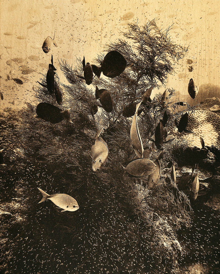 daniel bühler_i like to be under the sea_herzschweiz