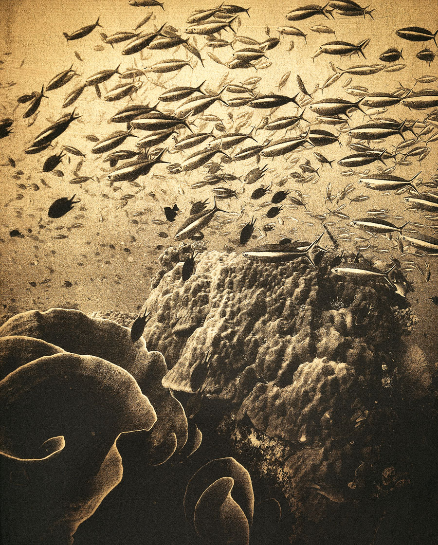 daniel bühler_i like to be under the sea_herzschweiz