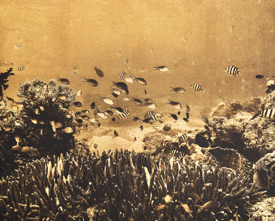 daniel bühler_i like to be under the sea_herzschweiz