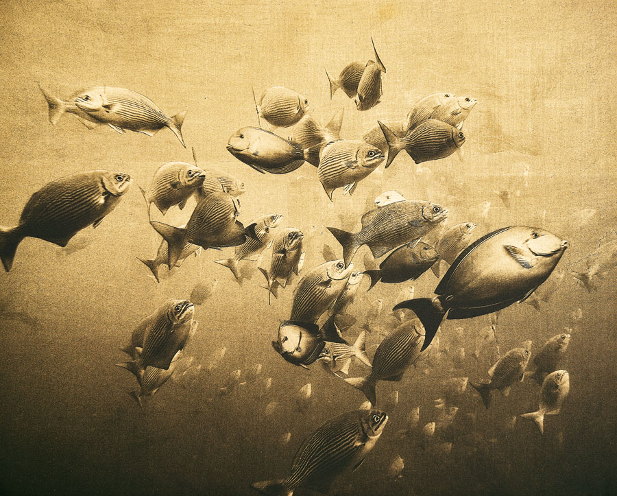 daniel bühler_i like to be under the sea_herzschweiz