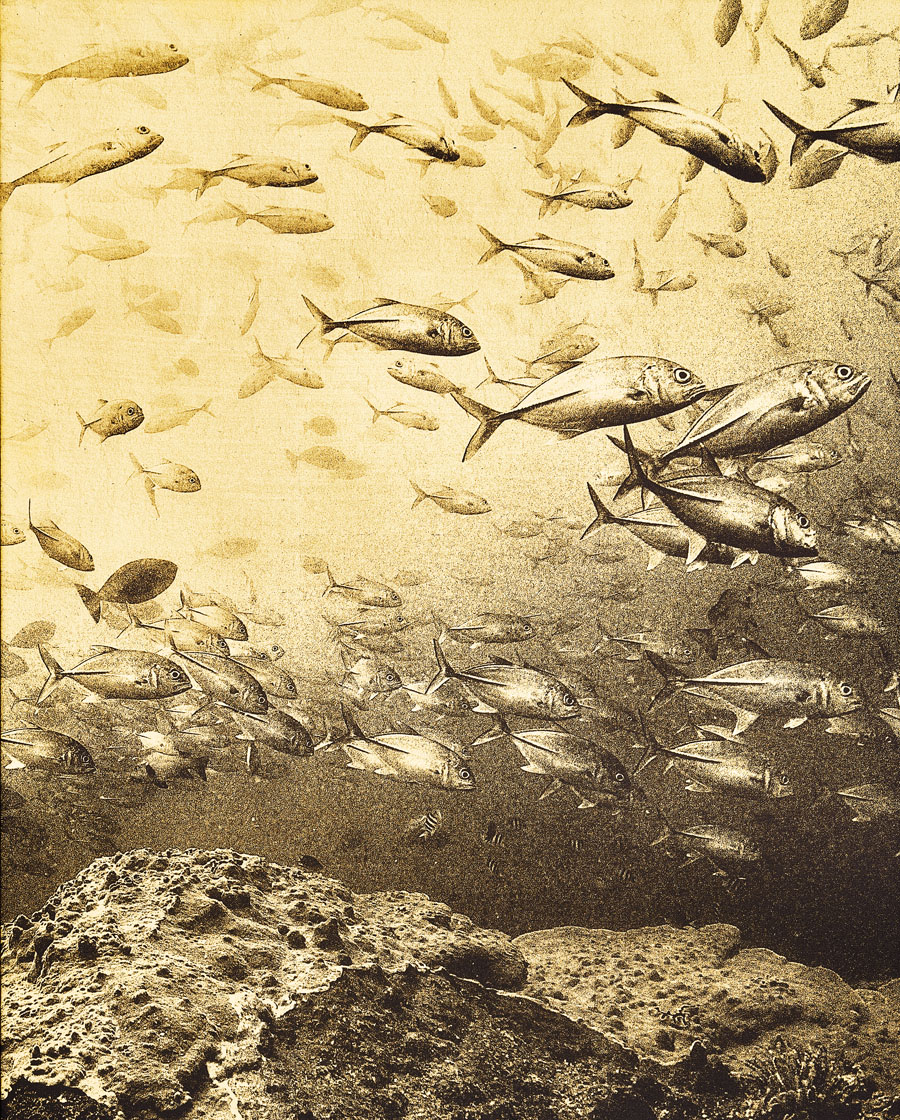 daniel b&uuml;hler_i like to be under the sea_herzschweiz