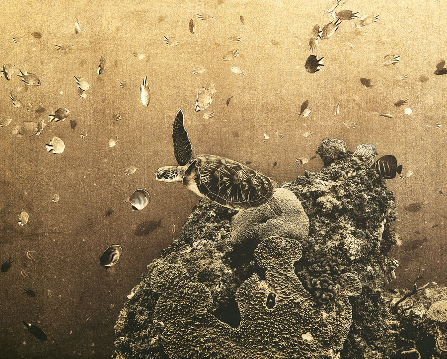 daniel b&uuml;hler_i like to be under the sea_herzschweiz